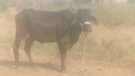 2 jarsi gayu vechavani se