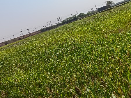 17 વિઘા 8 ગુઠા