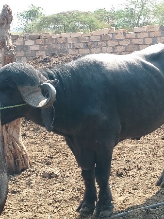 બે પાડા વેચવાના છે