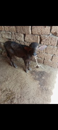 थंबनेल 3