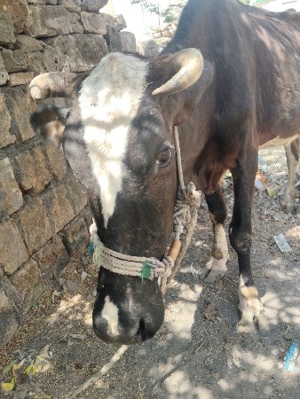 બે જર્સી ગાય વેચવાની છે