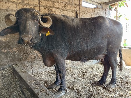 ભેંસ વેસવાની છે