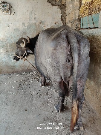 थंबनेल 3