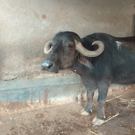 थंबनेल 2