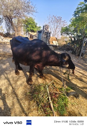 ભેંસ વહેંચવાની છે