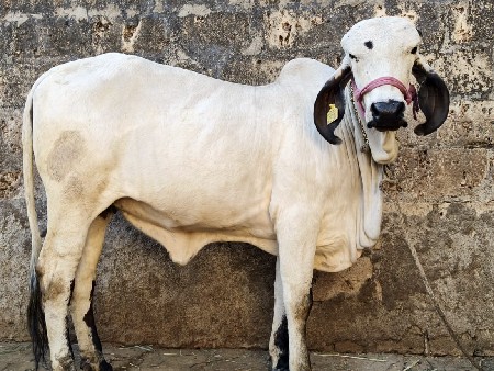 હોળકી વેસવાની છે