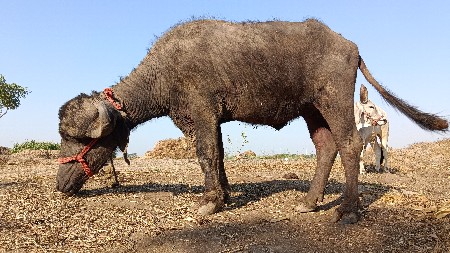 ખળેલી વેચવાની છે