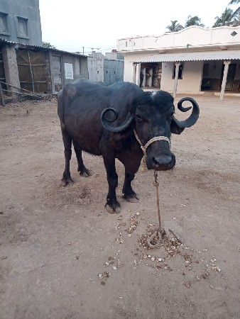 બિજા વેતર ની ખડેલી વેચવાની છે