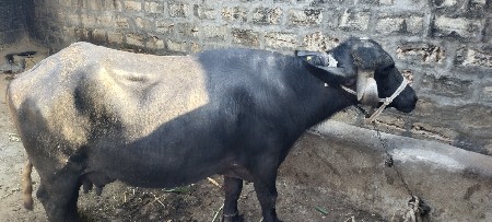 थंबनेल 3