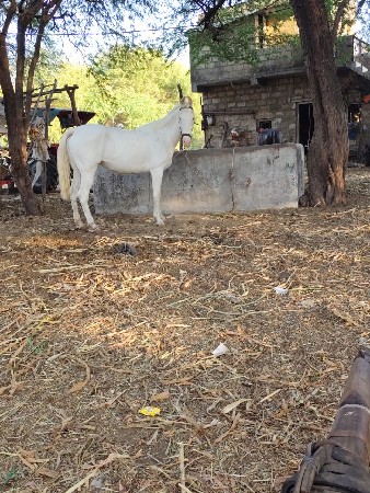 વછેરો ઘોડો વેચવાનો છે