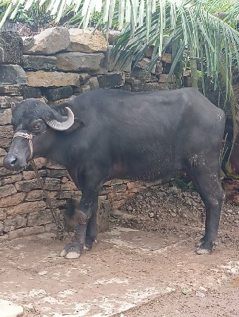 ખડેલૂ વેચવા નુ છે ગામ ભારવાડા