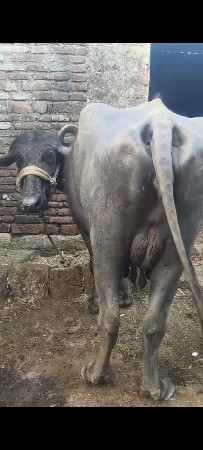 थंबनेल 3