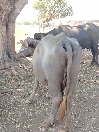 વેચવાની છે