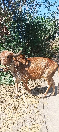 બરધવેશવાનોછે