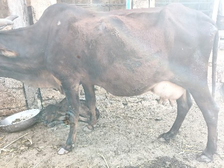 ગાય વેચવાની છે