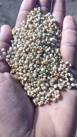 જુવાર નું મીઠું બીયારણ