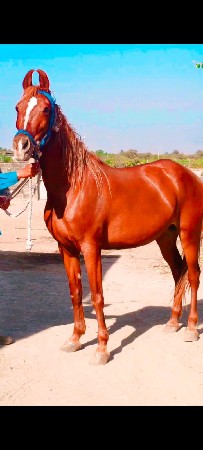 ઘોડી વેચવાની છે