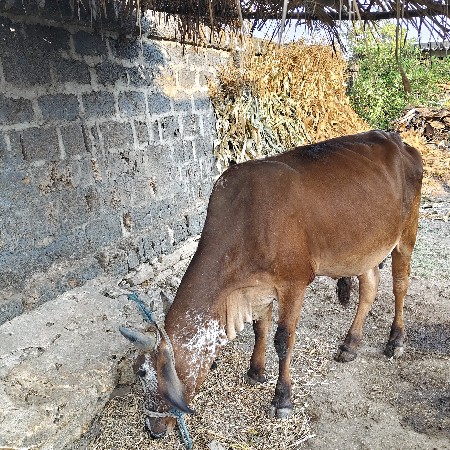 પેલું વેતર છે