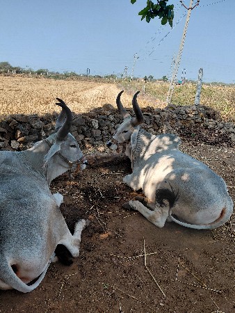 વઢીયારા