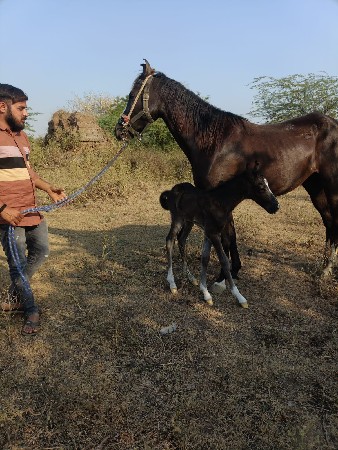 થંબનેલ 3