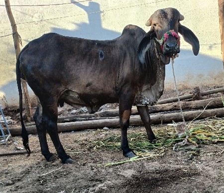 थंबनेल 3