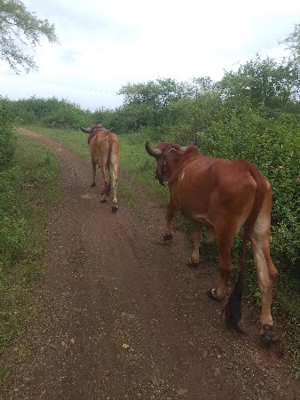 aa godhla vechvana chhe