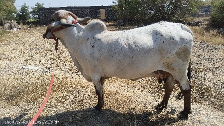 થંબનેલ 3