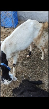 બકરી વેચવાની છે માલવા.  નસલ