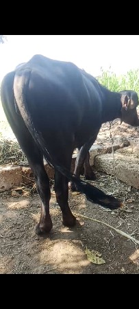 આ ખડાય વેચવાની છે