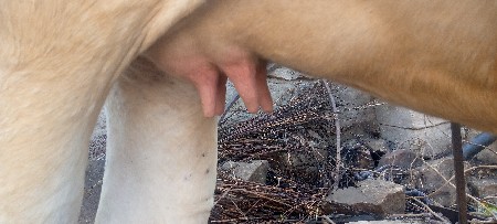 જરસિગાય HFઓરિજનલ