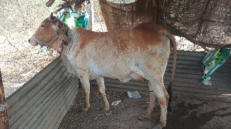 થંબનેલ 2