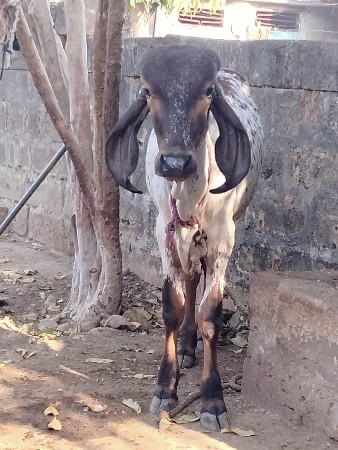 ગીર વાછડો દેવાનો છે