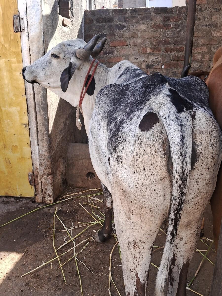 थंबनेल 2