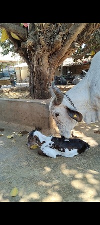 ગાય વેચવાની છે