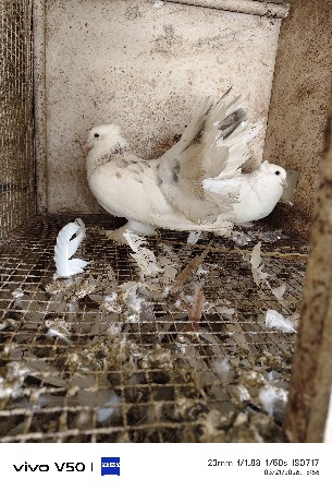 थंबनेल 3