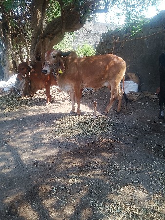 થંબનેલ 2