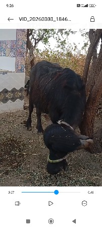 બે પાડા ને એક ખડાઈ વેચવાની છે