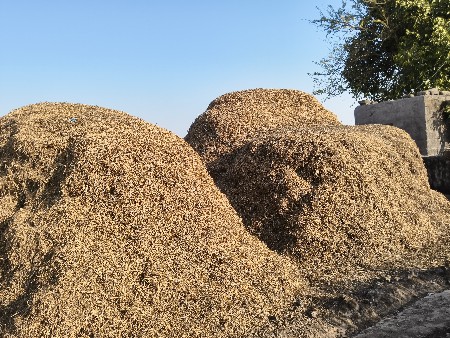 મગફળી નો ભૂકો નીરણ