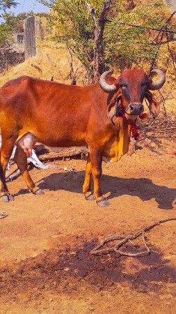 थंबनेल 2