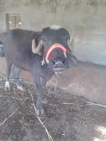 થંબનેલ 2