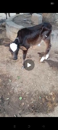 જરશી ક્રોસ ગાય છે