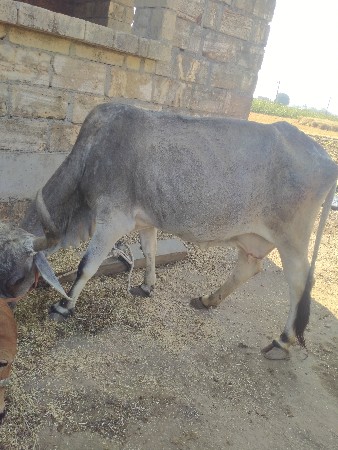 થંબનેલ 3