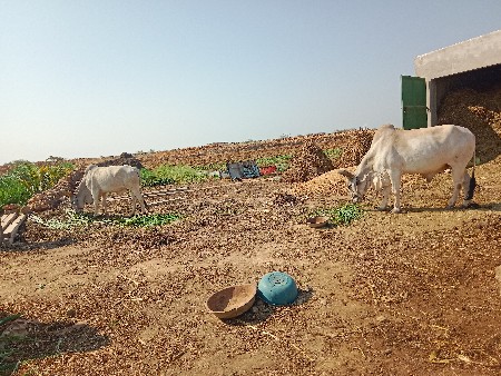 જોડવેસવાની બધી જવાબદારી છે