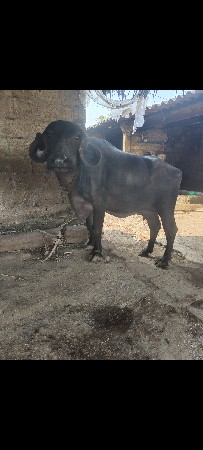 પેલું વેતર ખડેલી વેચવાના ની સે