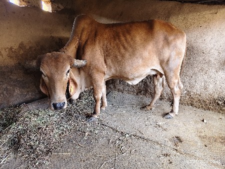 ગાય વેસવાની સે