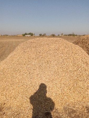 ચણા ની ભૂકી