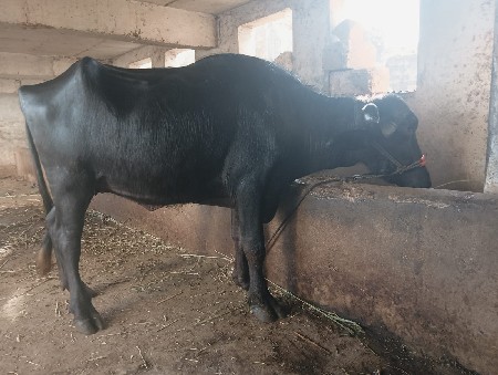 ભેસ વેસવાની છે