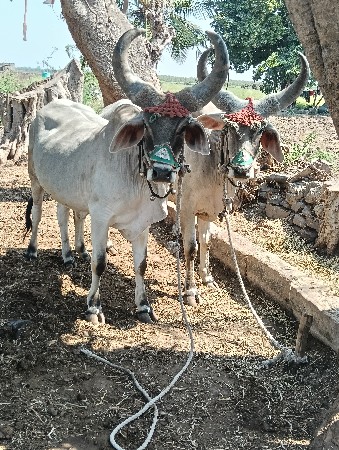 थंबनेल 2