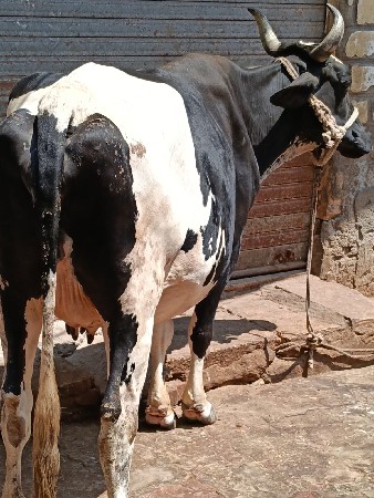 थंबनेल 2