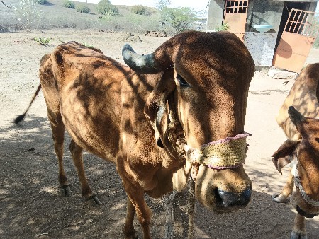 થંબનેલ 2